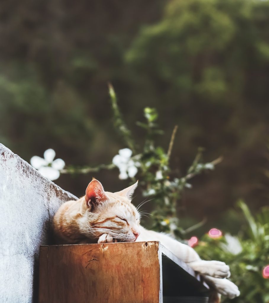 Clean Rest for Nurses 1 orange tabby cat lying on gray concrete fence during daytime